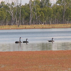 Black swans paddling
