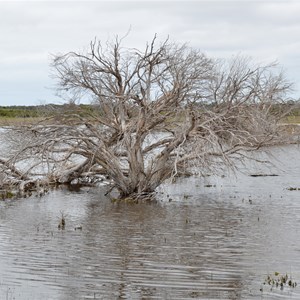 Murray Lagoon