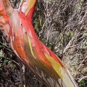 Snowgum colours