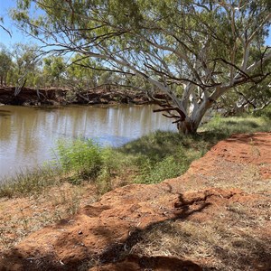 Cattle Pool