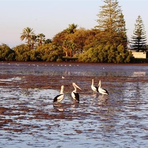 Pelicans in a tidal area near the caravan park.