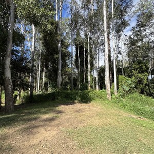 Petrie Park