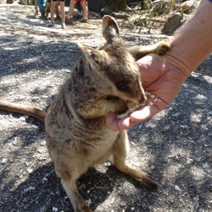Friendly Wallaby