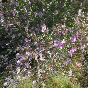 Wildflowers at Gnarlbine Rock