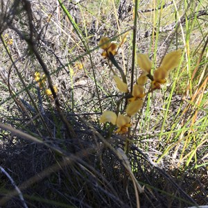 Donkey orchids at Gnarlbine Rock