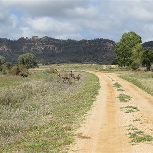 Emus at the foothills