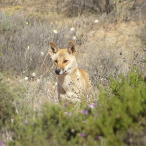 An inquisitive dingo near the well