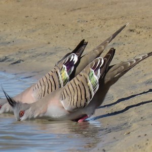 Thirsty birds at Montecollina Bore, 10 June 2018