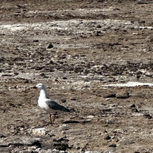 Halligan Bay Campsite
