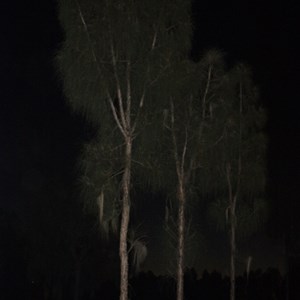 Desert oaks at night