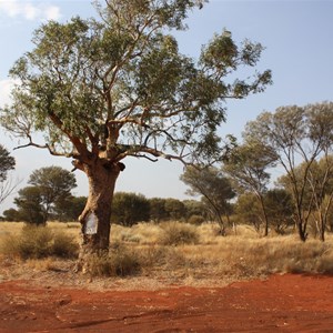 Len Beadell's tree