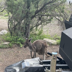 Yangie Bay Campground