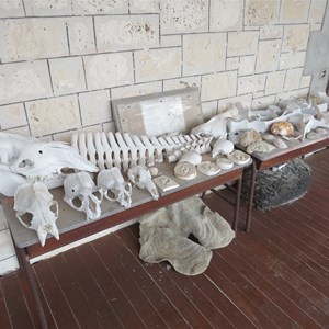 Beachcombed bones