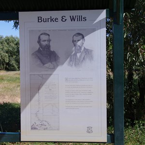 Burke and Wills Tree