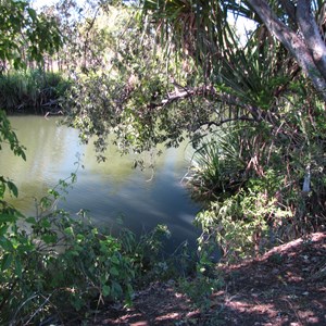 The creek in June