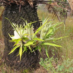 Staghorn on a palm trunk