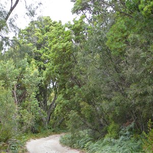 Old Growth Swamp Banksia