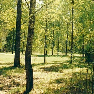 poplars