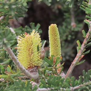 Bottlebrushes