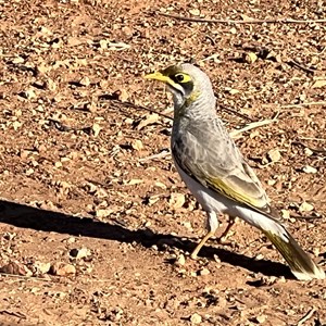 Wolfe Creek Meteorite Crater Camping Area