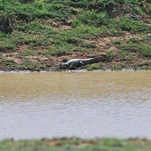 A Baby Fresh Water Croc