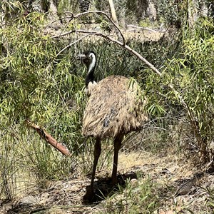 Mambray Creek Campground