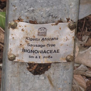 Sausage tree info
