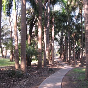 Palm pathway