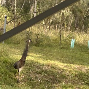 Wollomombi Campground