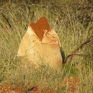 T shirted termite mound