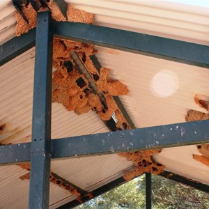 Swallow nests in the picnic shelter