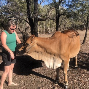 The Lake (Ellendale)