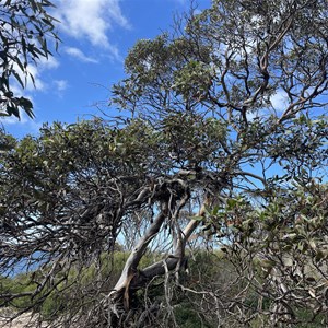 Surfleet Cove Campground