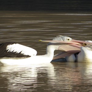 Pelicans briefly scrapping