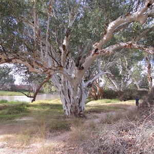 River gum