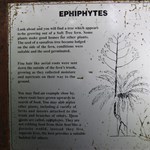Ephiphytes in Tasmania