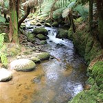 Forest Stream Tasmania