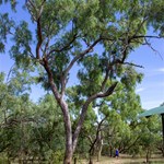 Burke & Wills camp 119 Queensland