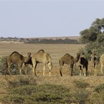 Australian feral camel