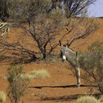 Feral donkeys in Australia.
