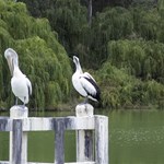 Pelicans on the Murray River near Cullulleraine Victoria