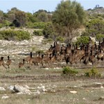 Roo & Emu populations in Lincoln National Park