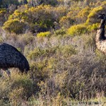 Roo & Emu populations in Lincoln National Park