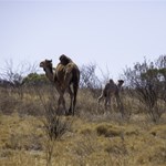 Camels on the Gunbarrel Highway