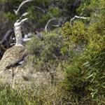 Bird Life near Twilight Cove Western Australia