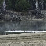 Watched a kangaroo swin the Murray River