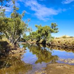 Karlamilyi National Park