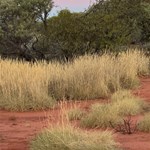 Canning Stock Route 2025