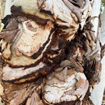 Canning Stock Route 2025