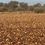 Canning Stock Route 2025